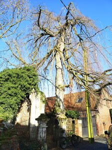 Les arbres remarquables du parc naturel régionale Scarpe-Escaut, Les hêtres pleureurs de la chapelle St Roch