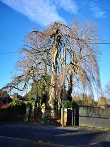 Les arbres remarquables du parc naturel régionale Scarpe-Escaut, Les hêtres pleureurs de la chapelle St Roch