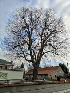 Les arbres remarquables du parc naturel régionale Scarpe-Escaut, IMG_20220102_112653  1 