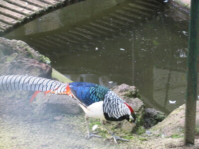 LAMALOU-MENDE-LE PUY-ARDECHE-AUBENAS, 128  LE PUY  Jardins 