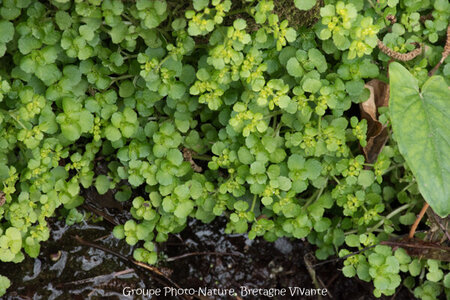 Compléments, 66-15 Chrysosplenium oppositifolium GhislaineAiraud 8920-2-41