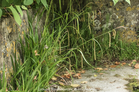 Compléments, 66-33 Carex pendula GhislaineAiraud 0681-2-2