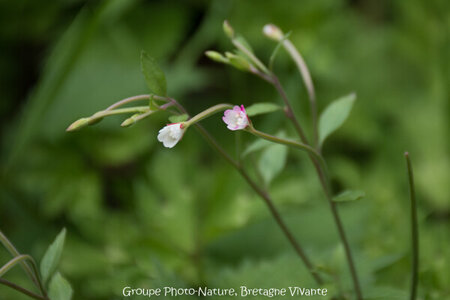 Compléments, 66-42 Epilobium obscurum GhislaineAiraud 1445-2-4