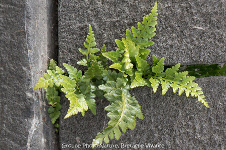 Compléments, 67-0 Asplelium adiantum nigrum GhislaineAiraud 0312-22-2