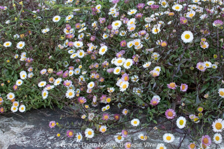 Compléments, 67-0 Erigeron karvinskianus GhislaineAiraud 9801-2-1