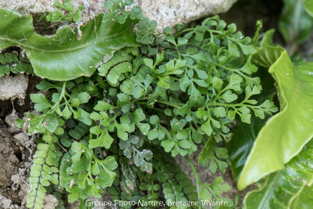 Compléments, 67-37 Asplenium ruta muraria GhislaineAiraud 0751-2-4