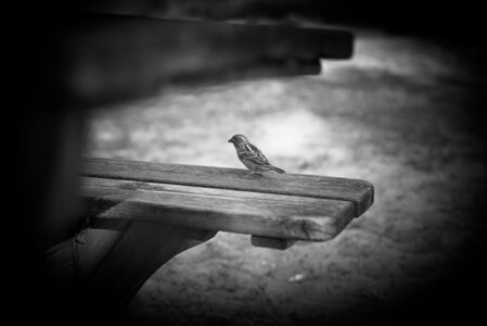 Bassin d'Arcachon, _K1_1489