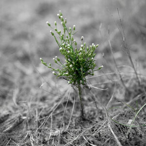 Bassin d'Arcachon, _K1_1514