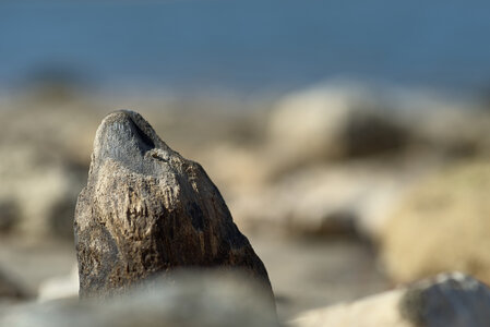 Bassin d'Arcachon, _K1_1988