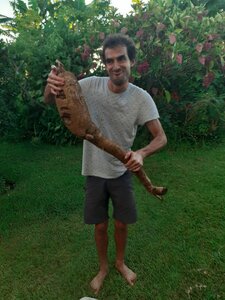 La Gazette de Justine, 2_manioc