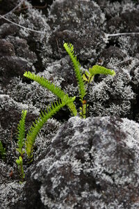 La Gazette de Justine, 2_ Volcan1