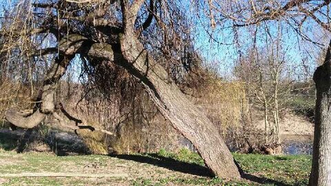 Arbres remarquables du Savès, saule centre du village Cazaux Savès bord de Save