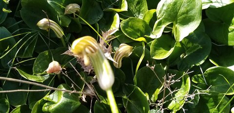 Flore de Cabo Cope, IMG_20220130_114137