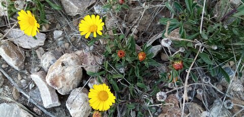 Flore de Cabo Cope, IMG_20220209_112231