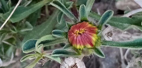 Flore de Cabo Cope, IMG_20220209_112313