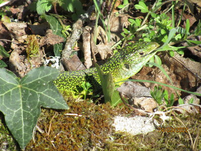 Espeyrac mars 22, IMG_7634