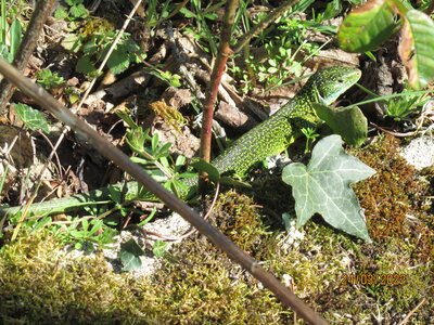 Espeyrac mars 2022, IMG_7628