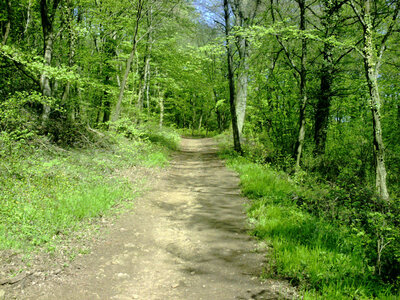 France, Clouange - Foret de Clouange 24 04 2008