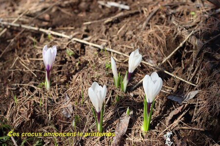 Bouquetins au refuge du Tourond, Bouquetins Au refuge du Tourond 007