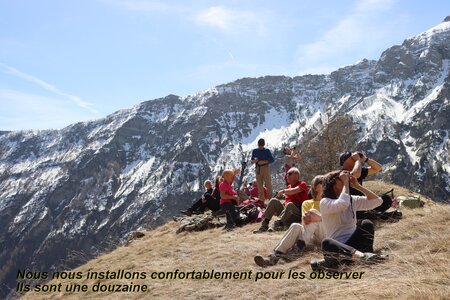 Bouquetins au refuge du Tourond, Bouquetins Au refuge du Tourond 022