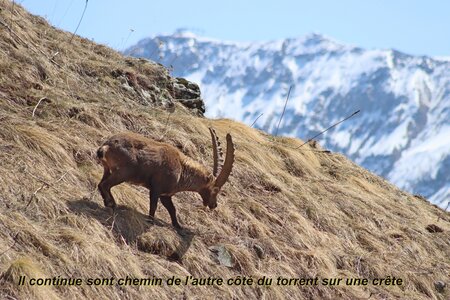 Bouquetins au refuge du Tourond, Bouquetins Au refuge du Tourond 043