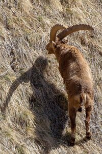 Les Bouquetins 2022, IMG_6442