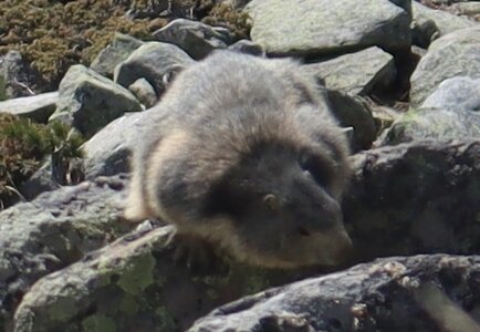 Raquettes au Col des Muandes, Col des Muandes 049