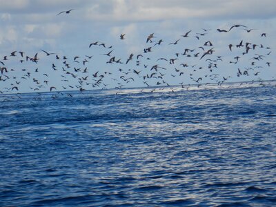 Kauehi, Oiseaux de mer  2 