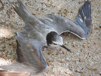 Kauehi, Oiseaux de mer  11 
