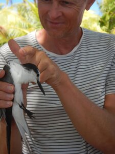 Kauehi, Oiseaux de mer  13 
