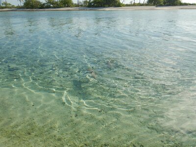 Kauehi, Pêche  8 