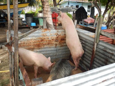 Kauehi, Village  48 