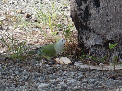 Raraka, Pigeon vert  1 