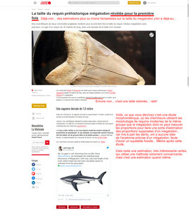 Zèbres, taille mégalodon