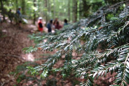 2022-05 Rencontre Acquisition et gestion collective des forêts à Lavoine (Allier), DSC05911