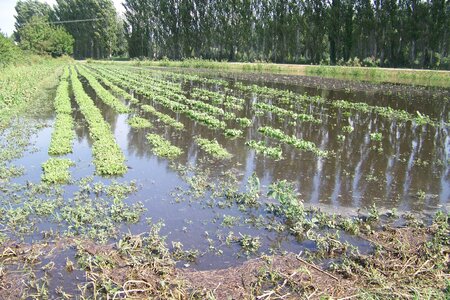 pluie de septembre, de g à d , betteraves rouges, chicorées frisées et scaroles et semis de navets et radis
