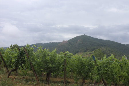20220622 Ballade en Alsace, IMG_3525_Ribeauvillé, les 3 châteaux
