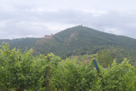 20220622 Ballade en Alsace, IMG_3526_Ribeauvillé, Les 3 châteaux