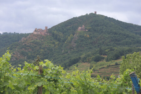 20220622 Ballade en Alsace, IMG_3527_Ribeauvillé, Les 3 châteaux