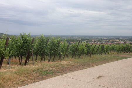 20220622 Ballade en Alsace, IMG_3536_Ribeauvillé