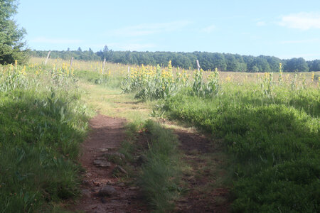 20220623a Le Sentier des Roches, IMG_3559_Les chaumes des Trois-Fours