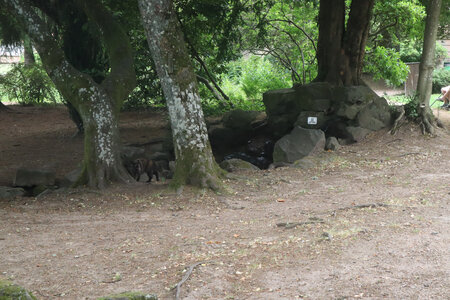 20220623b Les 3 Abbayes, IMG_3607_Les jardins de l’abbaye de Senones