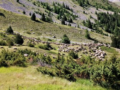 Col de Saume et refuge Napoléon du 07 juillet 2022, IMG_20220707_104123