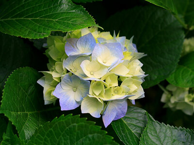 TEST, Hydrangeas