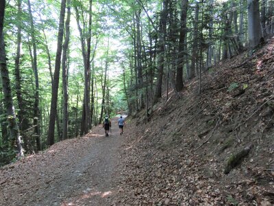 Bois des Communs, IMG_8849