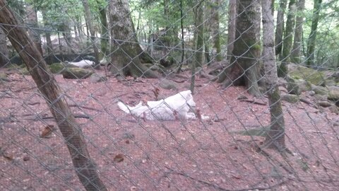 LOUP, 20220809_161736