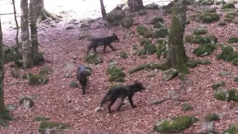 LOUP, 20220809_144805