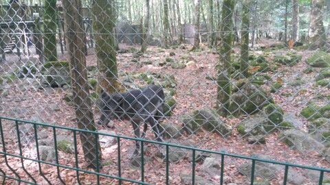 LOUP, 20220809_143258