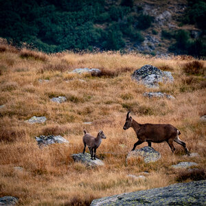 Le tour des glaciers de la Vanoise, vanoise-31082022-_1055839