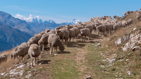 Le tour des glaciers de la Vanoise, vanoise-01092022-_1055896